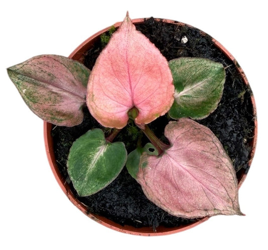 15 cm Syngonium Pink Perfection House Plant 10,5 cm Pot