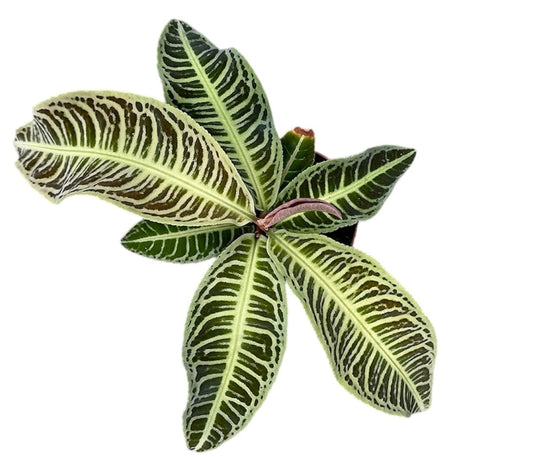 Labisia Japonica 10.5cm Pot House Plant