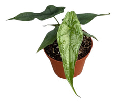Alocasia Dragon Breath 8cm Pot 15cm Height House Plant