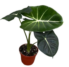 Alocasia Micholitziana Round Leaf 8cm Pot 15cm Height House Plant