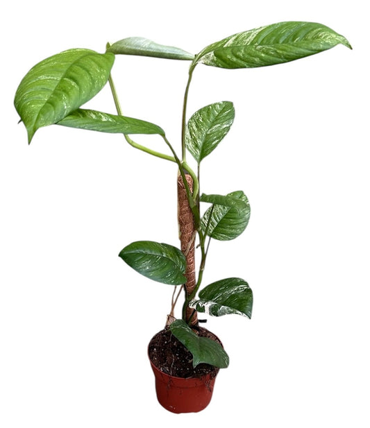 Rhaphidophora Puberula Variegata on Mosspole 10.5cm Pot House Plant