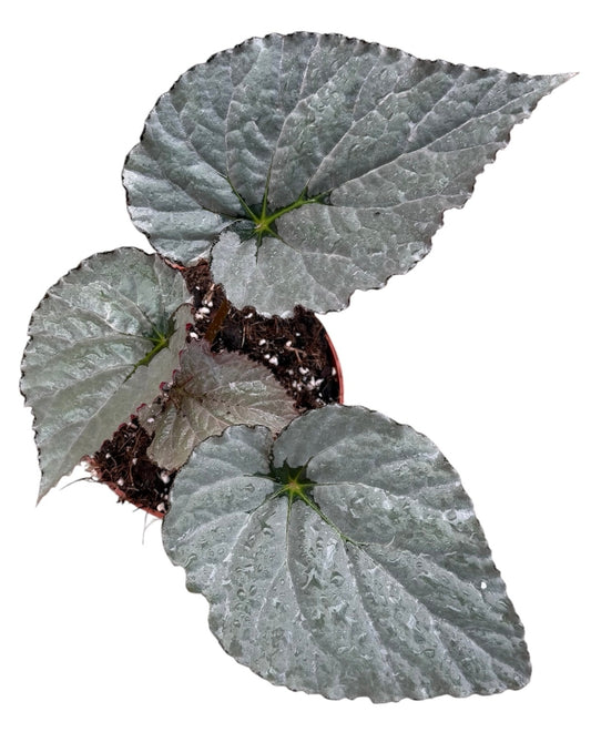 20 - 30cm Begonia Grey Earl 15cm Pot