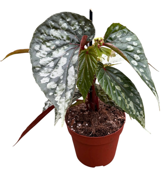 20 - 30cm Begonia Lucifer 14cm Pot