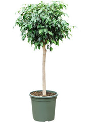 125 - 135cm Ficus Benjamina Danielle 32cm Pot House Plant