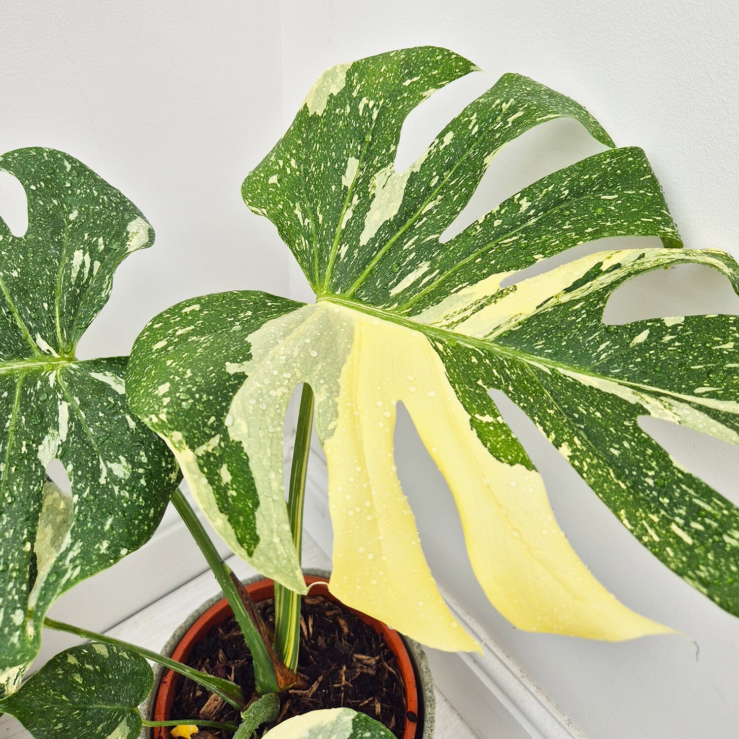 30 - 35 Monstera Thai Constellation Cheese Plant Variegated 17cm Pot House Plant