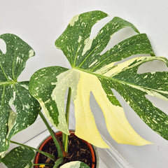 30 - 35 Monstera Thai Constellation Cheese Plant Variegated 17cm Pot House Plant