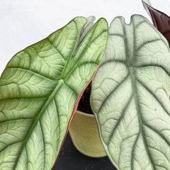 30 - 40cm Alocasia Nebula Elephant Ear 12cm Pot House Plant House Plant