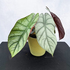 30 - 40cm Alocasia Nebula Elephant Ear 12cm Pot House Plant House Plant