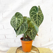 30 - 40cm Anthurium Clarinervium Giant Laceleaf 15cm Pot House Plant