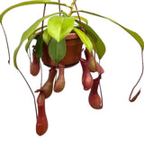 30 - 40cm Nepenthes Alata in Hanging Pot Monkey Jars 14cm Pot House Plant House Plant