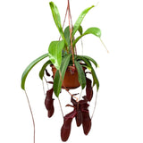 30 - 40cm Nepenthes Bill in Hanging Pot Monkey Jars 14cm Pot House Plant
