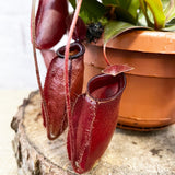 30 - 40cm Nepenthes Dark Secret in Hanging Pot Monkey Jars 14cm Pot House Plant