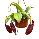 30 - 40cm Nepenthes Diana in Hanging Pot Monkey Jars 14cm Pot House Plant House Plant
