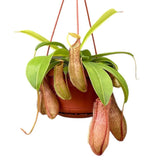 30 - 40cm Nepenthes Linda in Hanging Pot Monkey Jars 14cm Pot House Plant