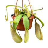 30 - 40cm Nepenthes Loes in Hanging Pot Monkey Jars 14cm Pot House Plant House Plant