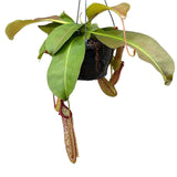 30 - 40cm Nepenthes Miranda in Hanging Pot Monkey Jars 14cm Pot House Plant House Plant