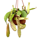 30 - 40cm Nepenthes Mojito in Hanging Pot Monkey Jars 14cm Pot House Plant