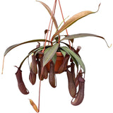 30 - 40cm Nepenthes Rebecca in Hanging Pot Monkey Jars 14cm Pot House Plant