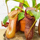 30 - 40cm Nepenthes Rob in Hanging Pot Monkey Jars 14cm Pot House Plant House Plant