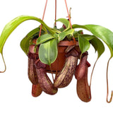 30 - 40cm Nepenthes Rob in Hanging Pot Monkey Jars 14cm Pot House Plant House Plant
