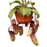 30 - 40cm Nepenthes Sam in Hanging Pot Monkey Jars 14cm Pot House Plant