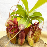 30 - 40cm Nepenthes Sam in Hanging Pot Monkey Jars 14cm Pot House Plant