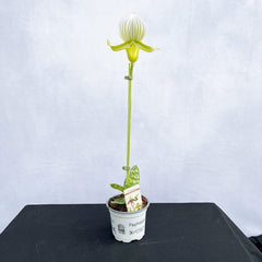 30- 40cm Paphiopedilum × Maudiae 'Femma' Orchid 9cm Pot House Plant House Plant