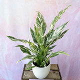 30 - 45cm Spathiphyllum Peace Lilly Variegated 12cm Pot House Plant