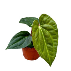30 cm Anthurium Regale x Luxurians House Plant 14 cm Pot House Plant