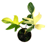 30 cm  Philodendron Florida Beauty Variegata House Plant 17 cm Pot