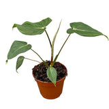 30 cm Philodendron Mcdowell House Plant 14 cm Pot House Plant