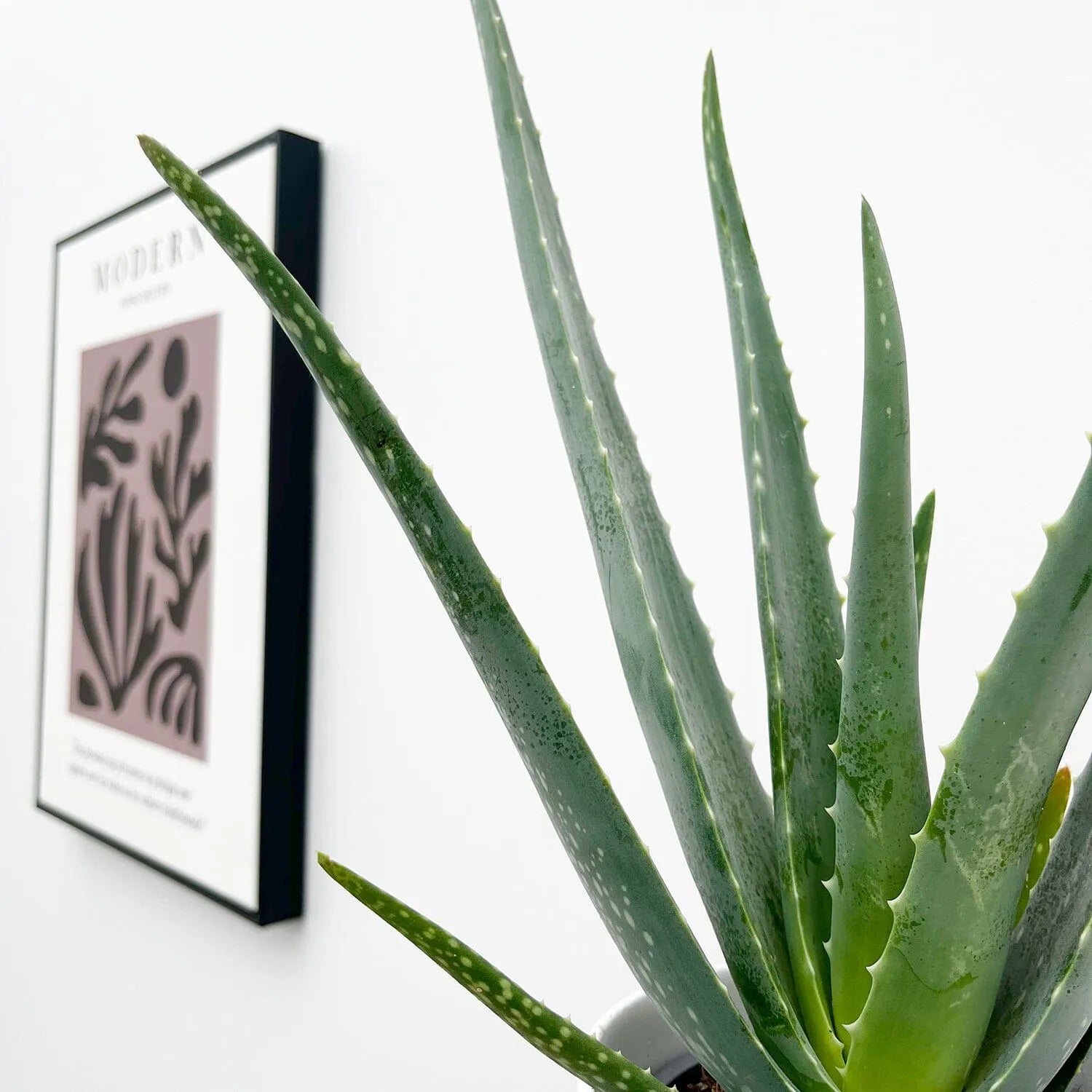 30 - 40cm Aloe Vera 12cm Pot House Plant