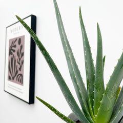 30 - 40cm Aloe Vera 12cm Pot House Plant