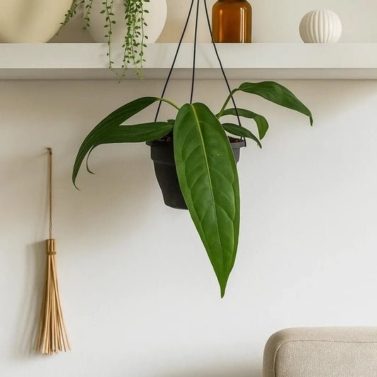 30 - 40cm Anthurium Big Bill House Plant 20 cm Pot