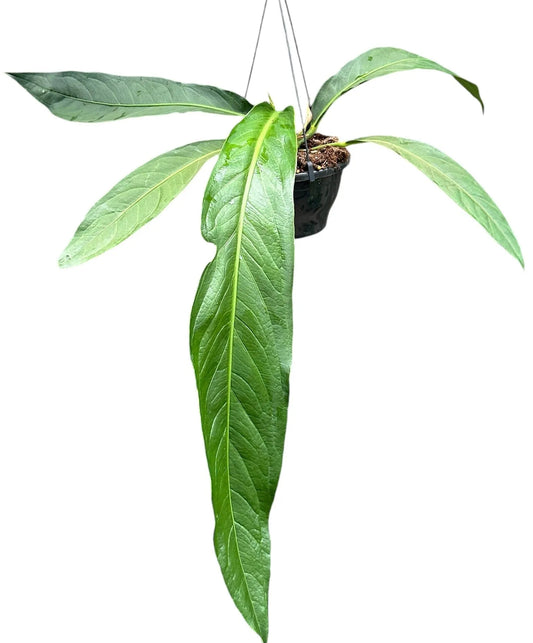 30 - 40cm Anthurium Big Bill House Plant 20 cm Pot