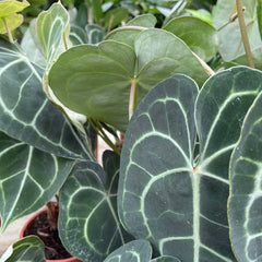 30 - 40cm Anthurium Clarinervium Laceleaf 12cm Pot House Plant