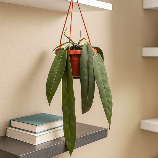 30 - 40cm Anthurium Wendlingeri Hanging Pot House Plant 14cm Pot