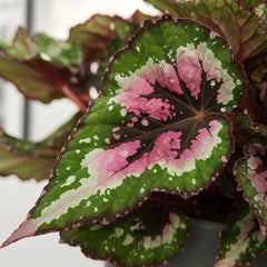 30 - 40cm Begonia Beleaf Alaska Creek 17cm Pot House Plant