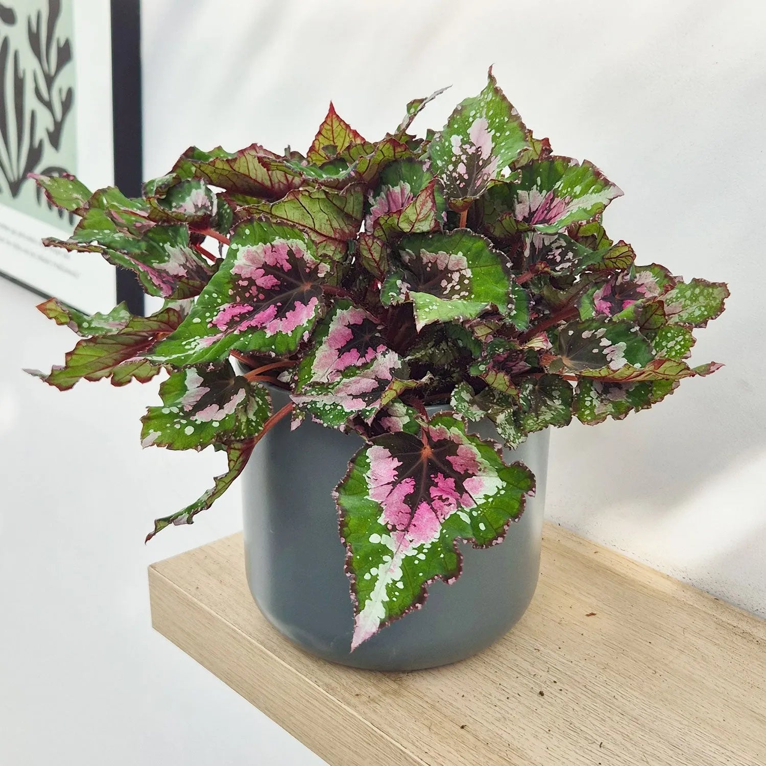 30 - 40cm Begonia Beleaf Alaska Creek 17cm Pot House Plant