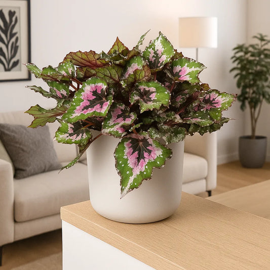 30 - 40cm Begonia Beleaf Alaska Creek 17cm Pot House Plant