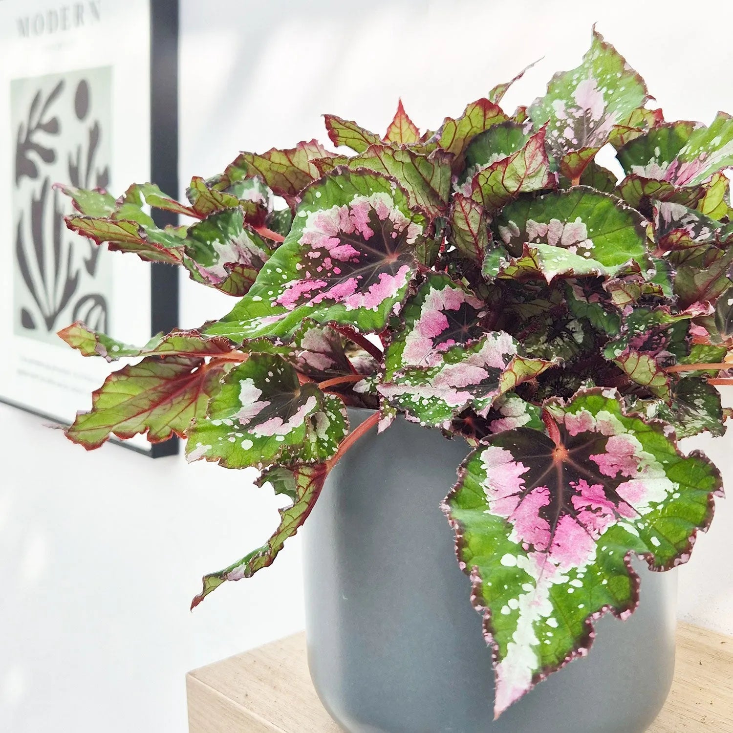 30 - 40cm Begonia Beleaf Alaska Creek 17cm Pot House Plant  Plants For All  Seasons