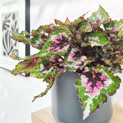 30 - 40cm Begonia Beleaf Alaska Creek 17cm Pot House Plant