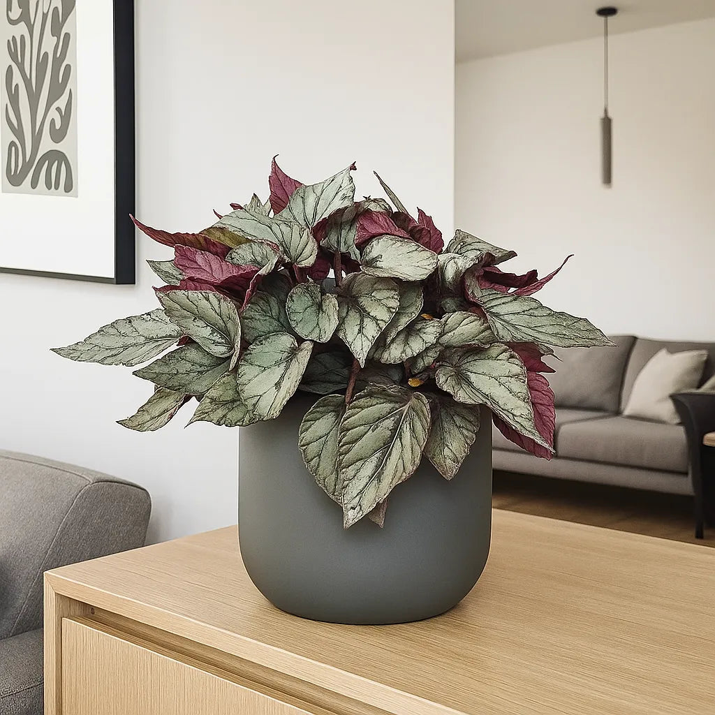 30 - 40cm Begonia Beleaf Arctic Breeze 17cm Pot House Plant