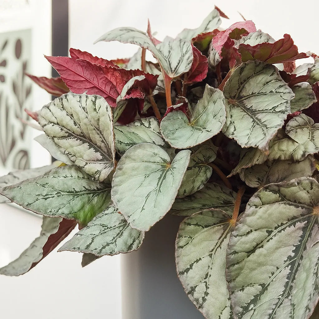 30 - 40cm Begonia Beleaf Arctic Breeze 17cm Pot House Plant