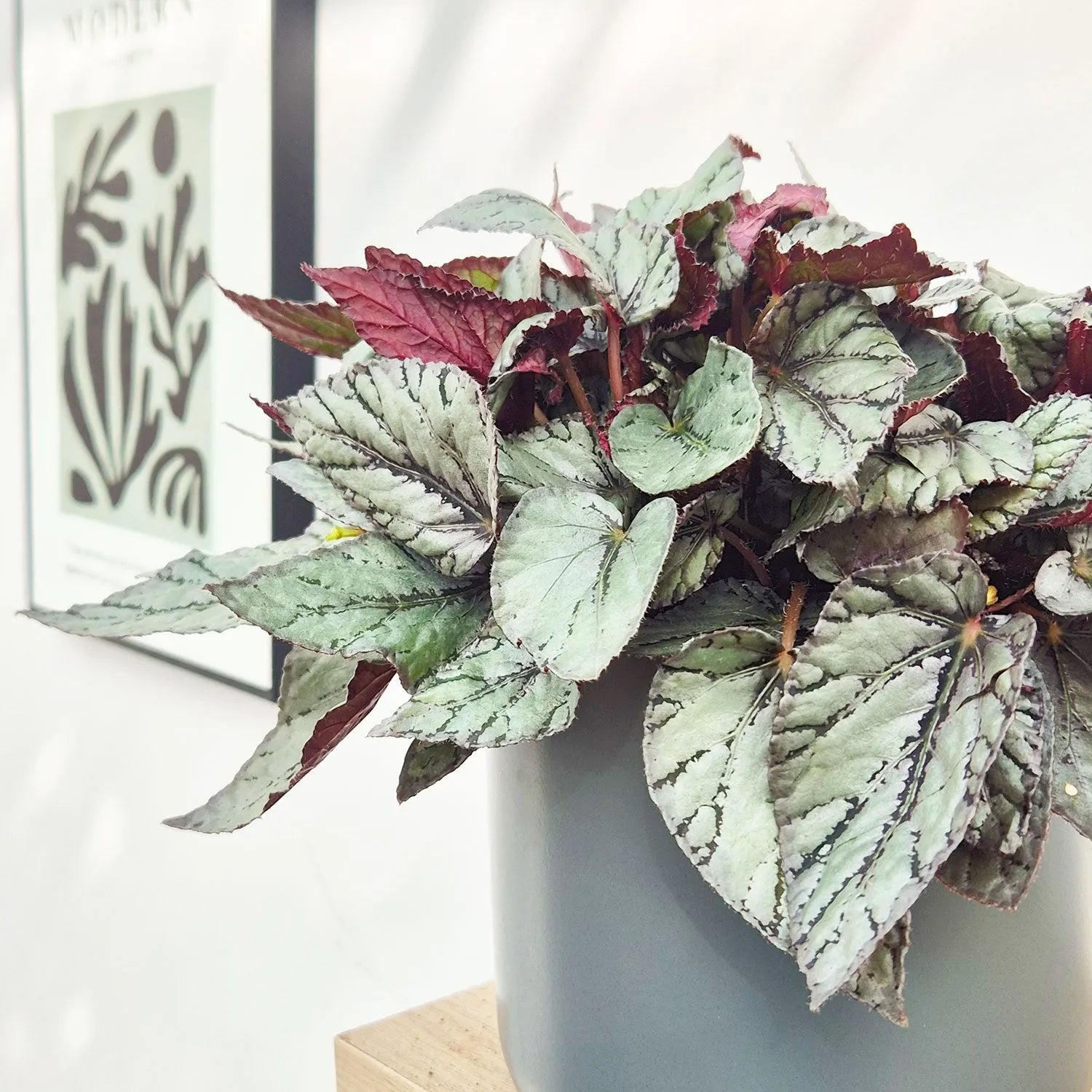 30 - 40cm Begonia Beleaf Arctic Breeze 17cm Pot House Plant