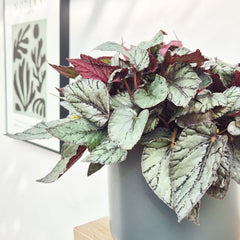 30 - 40cm Begonia Beleaf Arctic Breeze 17cm Pot House Plant