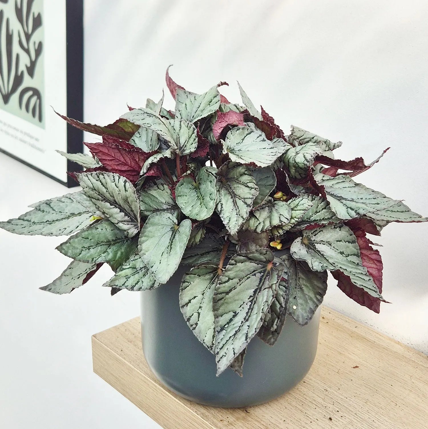 30 - 40cm Begonia Beleaf Arctic Breeze 17cm Pot House Plant – Plants ...