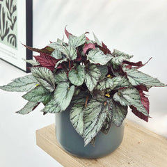 30 - 40cm Begonia Beleaf Arctic Breeze 17cm Pot House Plant