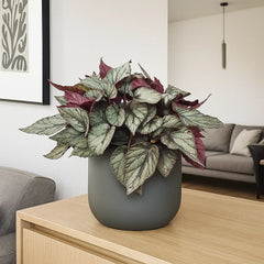 30 - 40cm Begonia Beleaf Arctic Breeze 17cm Pot House Plant