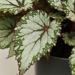 30 - 40cm Begonia Beleaf Asian Tundra 17cm Pot House Plant